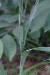 Yuccaleaf eryngo <BR>Northern rattlesnake master